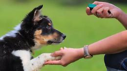Il clicker training