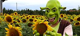 Appuntamento con l'orco Shrek, per un selfie tra i girasoli di Farigliano