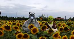 A Farigliano, Shrek e Ciuchino girano "a mano" i girasoli che non si girano