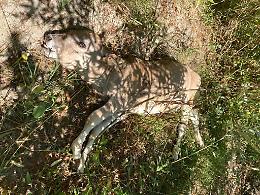 Piozzo: due vitelli morti, abbandonati lungo il Tanaro