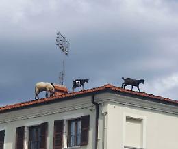 A Beinette capre fuggiasche... sui tetti