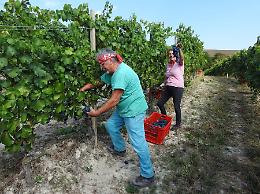 La festa più attesa: in Langa è iniziata la vendemmia del Dolcetto