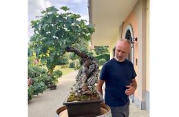Dogliani Castello: le vecchie viti diventano stupende piante ornamentali