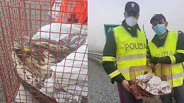 Il rapace ferito blocca l'autostrada, salvato dalla Polizia stradale di Mondovì