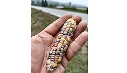 A Farigliano ora si raccoglie anche... il mais arcobaleno