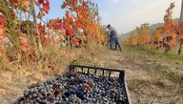Sulle colline di Bastia nasce il primo vino passito di Dolcetto