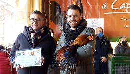 I migliori Capponi di Morozzo sono dello "specialista" Fabrizio Dutto