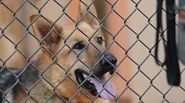 Spruzzò lo spray urticante a un cane, condannato 75enne