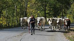 Francesca, 20 anni e… malgara da una vita: «La montagna d’estate è uno spettacolo»