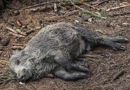 Trovato in Piemonte il primo cinghiale morto di peste suina africana