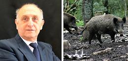 Peste suina: il veterinario Giorgio Sapino nominato commissario per l’emergenza