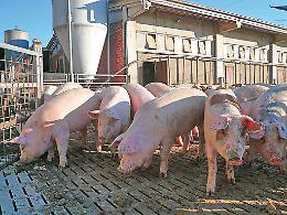 Allarme peste suina: «Tutta Italia non sta più acquistando carne dal Piemonte»