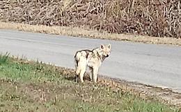 Segnalato un lupo a Trinità: «Probabilmente è un animale domestico»