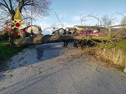 Mondovì, a Pogliola un albero cade sui cavi della luce e del telefono