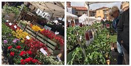 Semi, fiori, spezie e… voglia di primavera: a Piozzo torna “Di Fiore in Zucca”