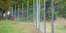 Peste suina: pronti 8 milioni di euro per recintare le zone più a rischio