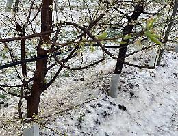 Grandine sui frutteti in fiore: tecnici Coldiretti al lavoro per la conta dei danni