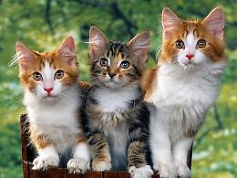 “I gatti più belli del mondo”: mostra di due giorni a Farigliano