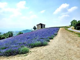 La lavanda inizia a fiorire, Sale San Giovanni si prepara all'..invasione