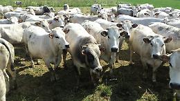 Energia e mangimi alle stelle: a rischio la produzione di carne piemontese