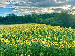 “Notte gialla” sul prato a Farigliano, con un grande labirinto tra i girasoli