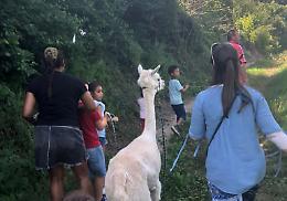 Tra Piozzo e Lequio, un sentiero nel bosco con gli alpaca, alla “scoperta” dei maiali neri