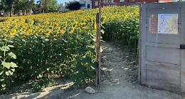 Caccia al selfie: mille visitatori nel week-end, tra i girasoli di Farigliano