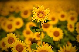 Caccia allo scatto: ultimi giorni per il contest fotografico sui girasoli di Farigliano