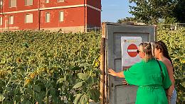 Grande caldo e siccità: chiuso in anticipo il labirinto tra i girasoli di Farigliano