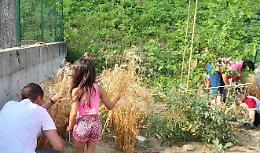 I bimbi di Bastia “mietono il grano”, nell’orto didattico della Primaria
