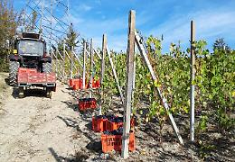 Al via in bassa Langa la vendemmia più anticipata di sempre