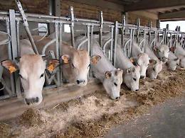 Energia e materie prime alle stelle: allevamenti di Piemontese in grave difficoltà