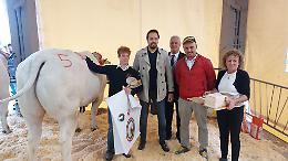 Carrù, l'Asta anticipa la Fiera. Il bue "Langarolo" aggiudicato a 9.500 euro