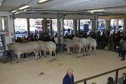 Carrù, l'"Asta del Bue" torna già domenica