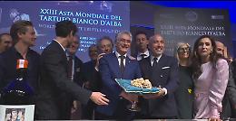 Un tartufo cavato in Alta Langa diventa il più caro della storia: 184 mila euro