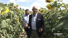 Girasoli e “merenda sinoira” a Farigliano: in onda il servizio di "Mag" su Italia1