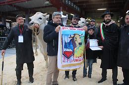 Ancora lui: Natale Manzo trionfa alla "Fiera del Bue grasso" di Carrù