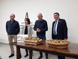 Il ritorno dei “babi cru”: riscoperta un’antica varietà di pere, ormai dimenticata