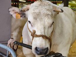 A Carrù è il giorno della "Fiera del Bue grasso" - FOTOGALLERY