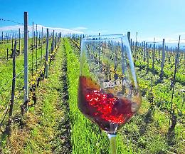 Nuovo evento: Bastia al lavoro per la prima “Mostra dell’uva e del vino”