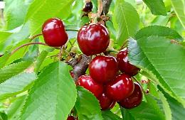 Frutta cuneese in tilt: «Crollano le produzioni di pere e ciliegie»
