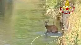 Garessio: capriolo bloccato nel torrente, la mamma non si allontana e i Vigili del fuoco lo salvano