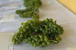 Bastia in festa: ecco la prima edizione della “Mostra dell’uva e del vino”