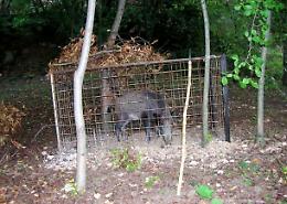Peste suina: cinghiale appena catturato in una gabbia a Saliceto, liberato da ignoti