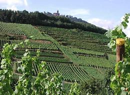 Vendemmia il Langa: verso il 10 settembre partirà il taglio dei grappoli di Dolcetto
