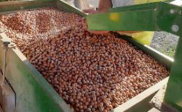 Nocciole: «Buona qualità, ma prezzi di vendita bassi e calo della produzione»