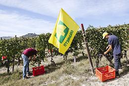 Vendemmia verso le battute finali in Langa: è l'ora dei Nebbioli