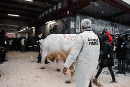 Fiera del Bue grasso... a Carrù sta per tornare la magia - IL PROGRAMMA