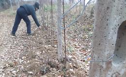 Gli animali selvatici continuano a distruggere le colture in Langa