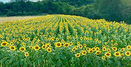La “Notte gialla” apre la stagione turistica dei girasoli di Farigliano